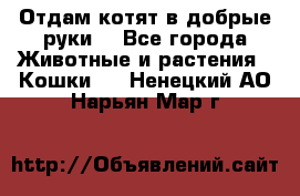 Отдам котят в добрые руки. - Все города Животные и растения » Кошки   . Ненецкий АО,Нарьян-Мар г.